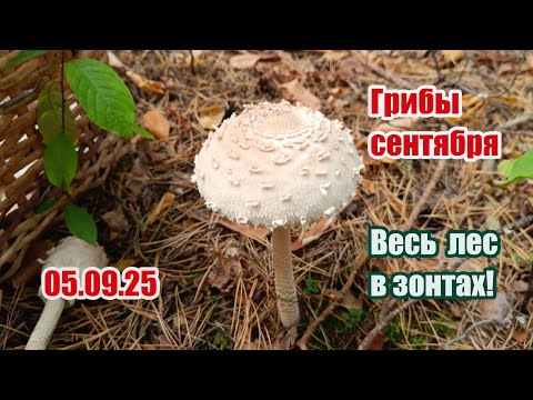 Видео: Грибы сентября. Весь лес в зонтах! 05.09.25