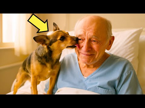 Видео: ЕМДЕЛМЕЙДІ ДЕГЕН… БІРАҚ ИТ БӨЛМЕГЕ КІРГЕНДЕ, КЕРЕМЕТ БІР ЖАҒДАЙ ОРЫН АЛДЫ