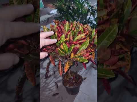 Видео: АНДИЖОН ЖАХОН БОЗОРИ ОПТОМ ГУЛ БОЗОРИ ДЕХКОННИ КУЛИ ДАРД КУРМАСИН ДЕБ ЛАЙК БОСАМИЗ  94 437 08 80 