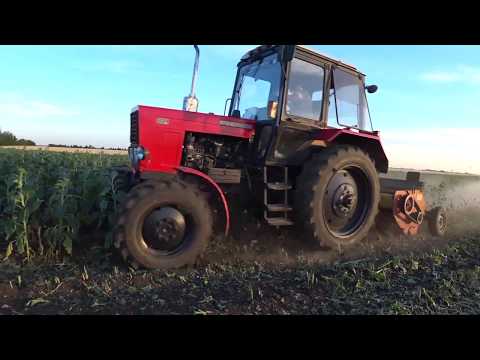 Видео: Как бороться с ЗАРАЗИХОЙ??? Если посеян обыкновенный гибрид подсолнечника