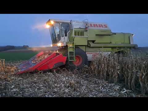 Видео: Молотьба кукурудзи ВНІС, волога, врожайність)