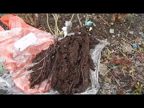 Видео: Остинки Фокино и Розы вдохновения.Сравнение саженцев при посадке.