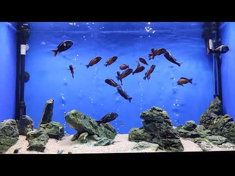 Видео: Годовщина проживания Трофеусов.