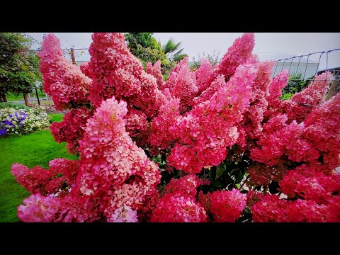 Видео: Метельчатые гортензии. Как укоренить одревесневшими черенками.