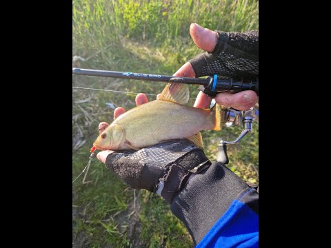 Видео: FAVORITE BLUE BIRD 762UL и Favorite Blue Bird Compact 764UL + бонус