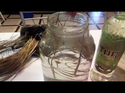 Видео: САМОГОН ЗУБРОВКА