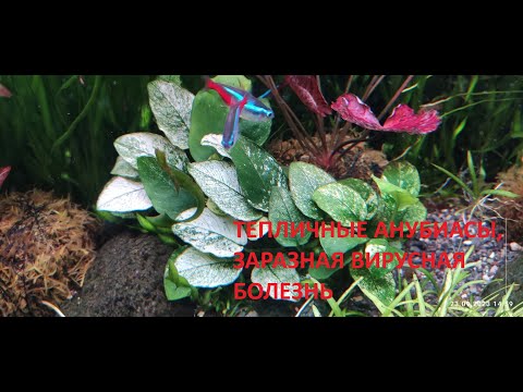 Видео: болезнь анубиасов
