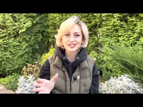 Видео: 💗ВЕНЕРА ВО ВСЕХ ЗНАКАХ ЗОДИАКА И ДОМАХ НАТАЛЬНОЙ КАРТЫ💗