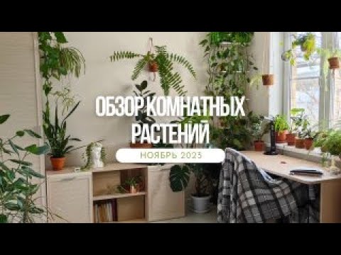 Видео: Обзор коллекции комнатных растений. Ноябрь 2023.