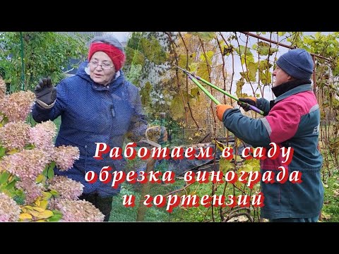 Видео: Обрезаем виноград, розы и гортензии, осень, конец октября 2025г. В деревне Беларуси.