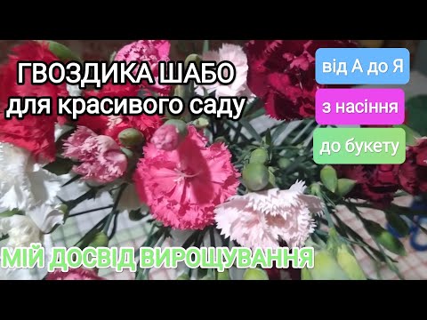 Видео: Гвоздика ШАБО із насіння до букету💮 Мій досвід💮 Квіти для красивого саду
