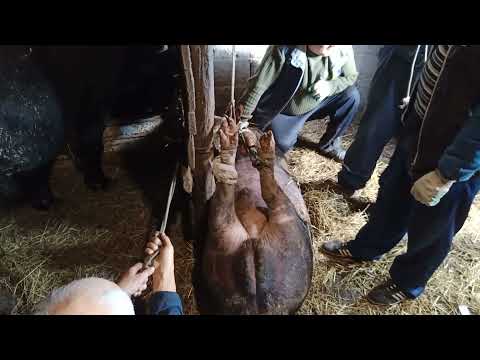 Видео: Напоил самогоном и кастрировал хряка