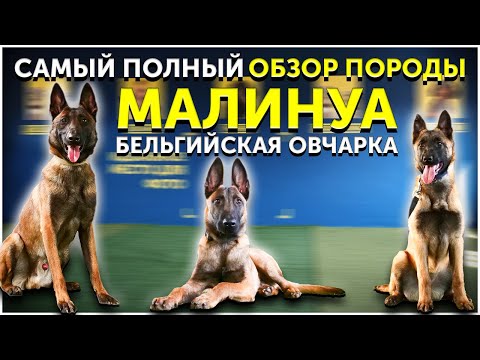 Видео: Бельгийская овчарка Малинуа | Обзор породы | Кому подойдет | Особенности | Стоит ли покупать