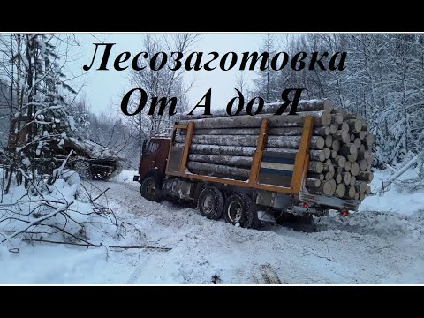 Видео: Работа в лесосеке. От А до Я. От валки до вывозки.