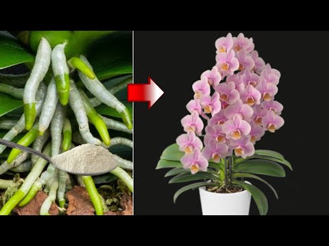 Видео: Я налила ложку в корни! Внезапно орхидеи расцветают множеством волшебных цветов.