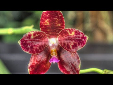 Видео: Мой балкончик🥰