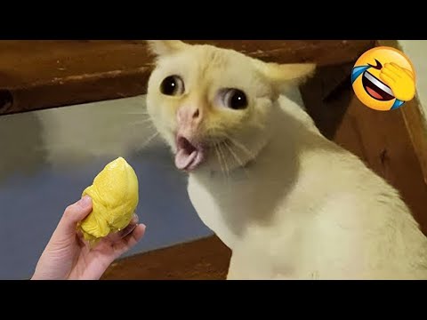 Видео: Приготовьтесь к неудержимому смеху с этими забавными животными! 🤣