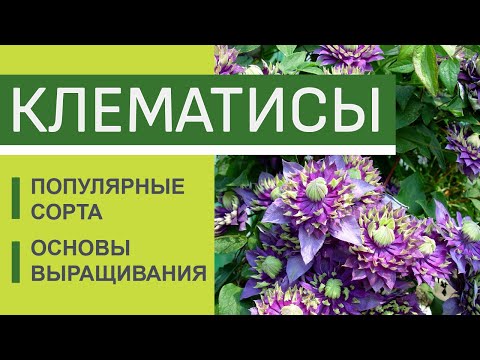 Видео: Лучшие сорта клематисов. Выращивание клематисов. Посадка и уход за клематисами. Цветение клематисов.