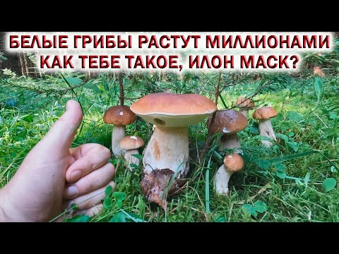 Видео: 💥БЕЛЫЕ ГРИБЫ растут МИЛЛИОНАМИ!👉ГРИБ на ГРИБЕ! Как тебе такое, ИЛОН МАСК?🌲Ждём Грибы 2024!🍁