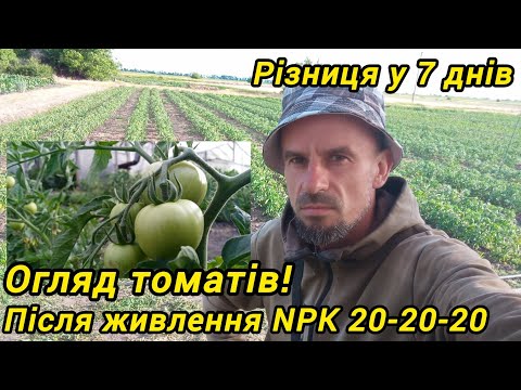 Видео: Огляд томатів після живлення NPK 20-20-20. Різниця у 7 днів.
