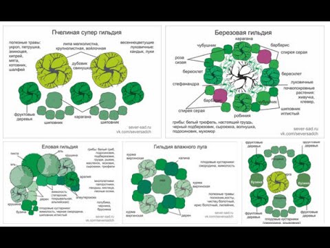 Видео: Экосистема сада. Гильдии лесосада.