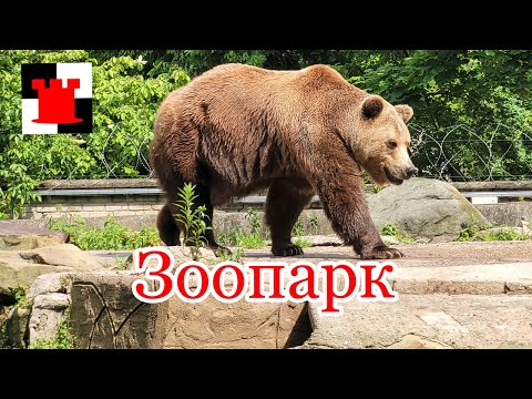 Видео: Калининградский зоопарк: Лея, Тигран, Фима и другие...