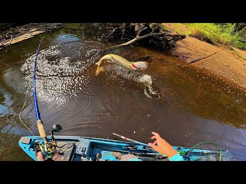 Видео: Этот небольшой ручей просто кишит мускусами! (29 мускусных рыб пойманы за один день)