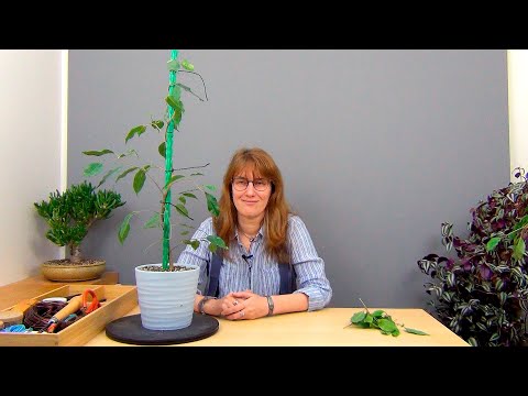 Видео: Фикус Бенджамина на штамбе (ч.4).