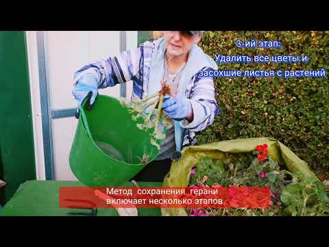Видео: КАК СОХРАНИТЬ ГЕРАНЬ /или "консервация" растения на зиму🌱🌺