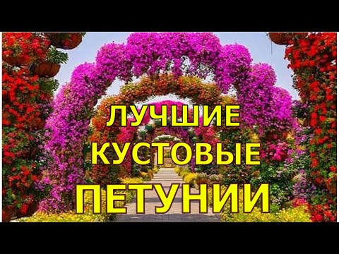 Видео: Лучшие серии КУСТОВЫХ ПЕТУНИЙ? Чем они привлекательны? Где сажать и зачем?