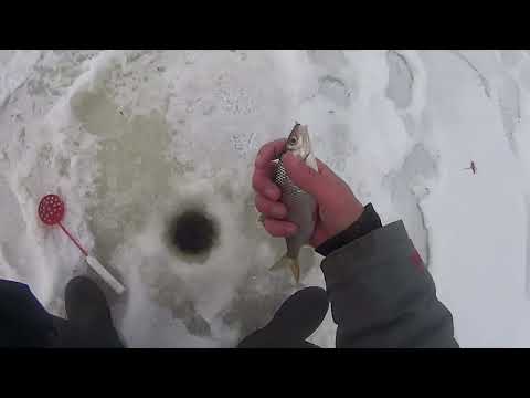 Видео: ЗИМНЯЯ РЫБАЛКА.ГДЕ ИСКАТЬ КРУПНУЮ ПЛОТВУ.ТАКТИКА ЛОВЛИ.