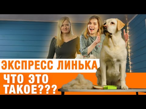 Видео: Как быстро избавиться от шерсти собаки или кошки. Экспресс линька - ответы от профессионала