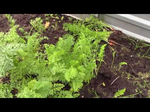 Видео: ВЛОГ: Облом в Макдаке, закрываем сезон, собираем урожай