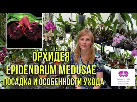 Видео: ОРХИДЕЯ Epidendrum medusae. Посадка и особенности ухода