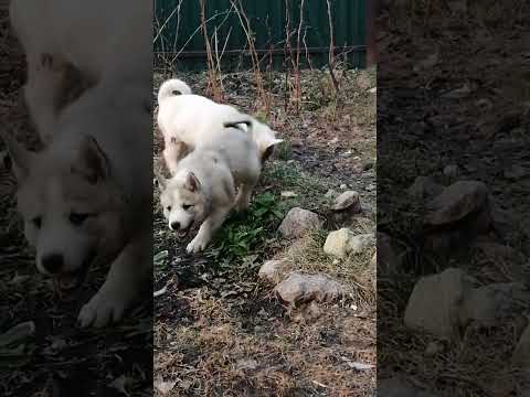 Видео: Маленькие вредители