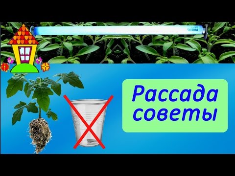Видео: Секреты выращивания рассады. Посев томатов на рассаду.