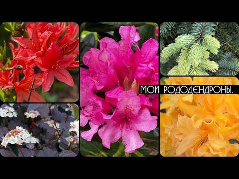 Видео: САДОВЫЙ ВЛОГ 🌝ЦВЕТУТ РОДОДЕНДРОНЫ 🌺/ИРИСЫ 💜/ЕЛЬ БИАЛОБОК / ПЕРВЫЕ ПОМИДОРКИ 🍅