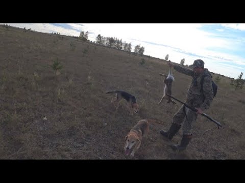 Видео: Охота на зайца с русской гончей.21.09.24