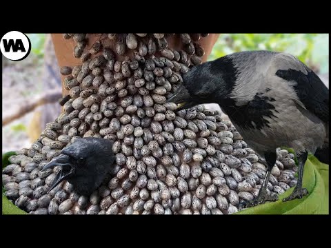 Видео: Вот Почему Мир Должен Бояться Ворон