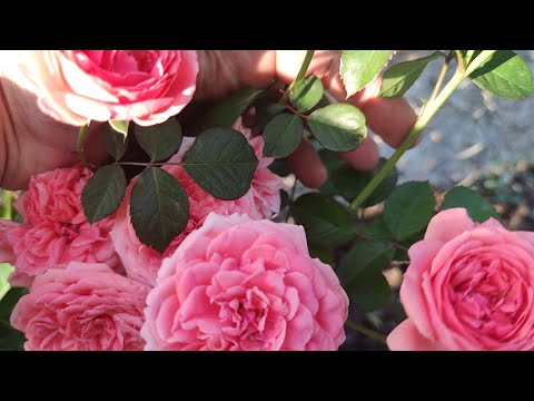 Видео: Весенняя прививка роз