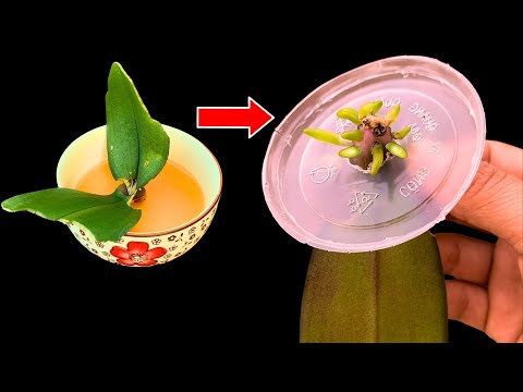 Видео: Так волшебно! Просто погрузите в эту воду, и орхидея немедленно оживет.