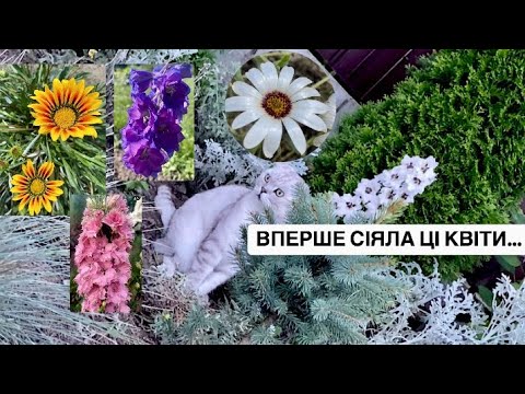 Видео: ОГЛЯД КВІТІВ які сіяла ВПЕРШЕ.ДЕЛЬФІНІМУМИ.АФРИКАНСЬКА РОМАШКА.ГАЗАНІЯ.Ч.1