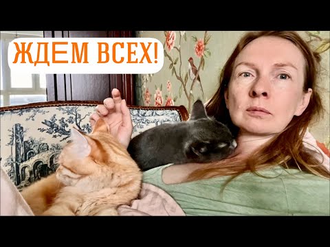 Видео: Дана и котики приглашают вас на стрим! Сегодня, во вторник, в 20:00!