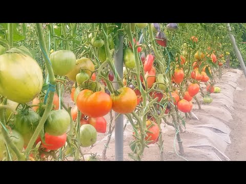 Видео: Томаты в открытом грунте сезон 2021. Огород на плёнке.