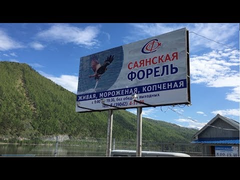 Видео: Саяногорская Форель