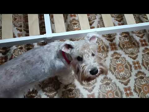 Видео: Приехала кровать с озона/сборка/Везде с Цвергом