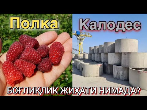 Видео: Қувасойда Полка малина кўчатлари фақат 5 мингдан! Бунақаси ҳали бўлмаган! Қўшимча Бетон маҳсулотлари
