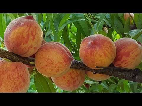 Видео: Персик Кондор