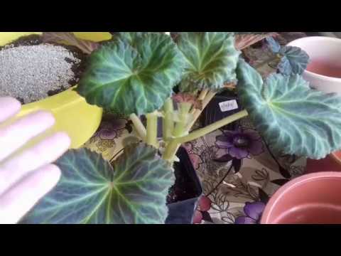 Видео: Пересадка клубневой бегонии. Уход за бегонией весной