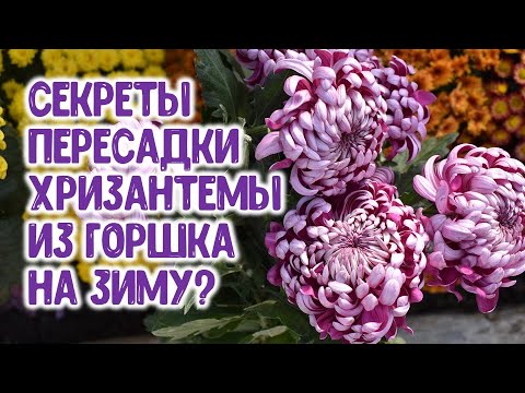 Видео: Секреты пересадки крупноцветковой корейской хризантемы из горшка на зиму Как пересадить и сохранить